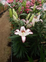 [4222 Hotline No101.JPG]